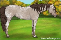 Horse Color:Liver Red Dun Ice Roan 