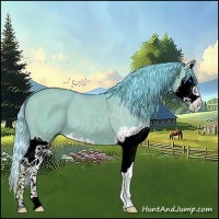 Horse Color:Watercolor Grullo Splash 