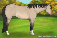 Horse Color:Bay Roan Dun 