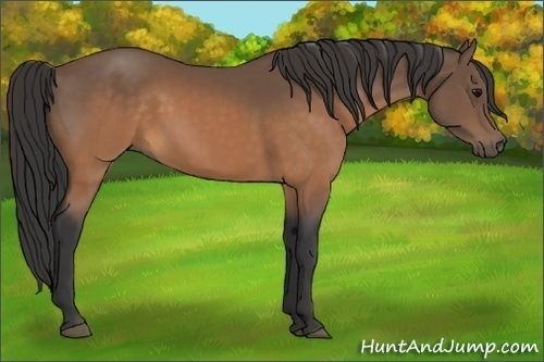 Horse Color:Buckskin 