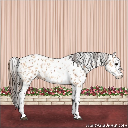 Horse Color:Bay Splash Tobiano Appaloosa  and Amber Champagne Splash Tobiano Appaloosa 