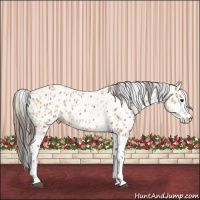 Horse Color:Bay Splash Tobiano Appaloosa  and Amber Champagne Splash Tobiano Appaloosa 