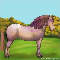 Horse Color:Bay Pearl Blanket 