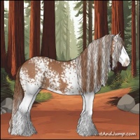 Horse Color:White Spotted Chestnut Splash 