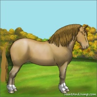 Horse Color:Bay Pearl 