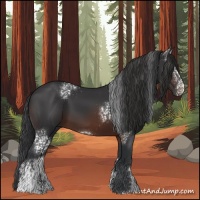 Horse Color:White Spotted Brown 