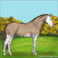 Horse Color:Red Dun Roan Splash 