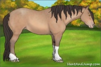 Horse Color:Amber Champagne Tobiano