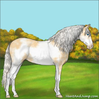 Horse Color:White Spotted Silver Classic Cream Champagne Roan Frame