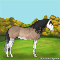 Horse Color:Bay Dun Splash Rabicano