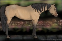 Horse Color:Buckskin Dun