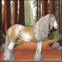 Horse Color:White Spotted Palomino 
