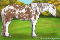 Horse Color:Chestnut Sabino