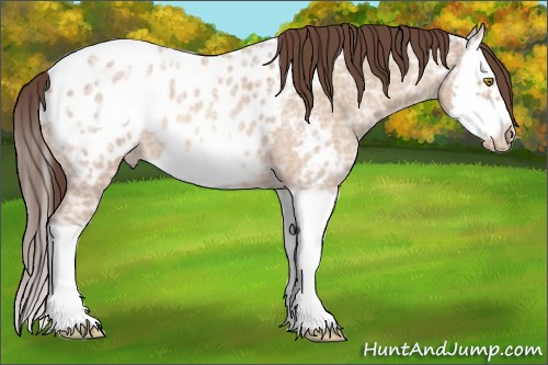 Horse Color:Amber Champagne Ice Roan Splash Frame Appaloosa 