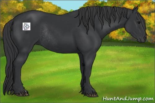 Horse Color:Black Rabicano 