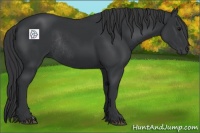 Horse Color:Black Rabicano 