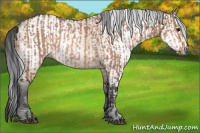 Horse Color:Bay Dun  and Gray Bay Dun 