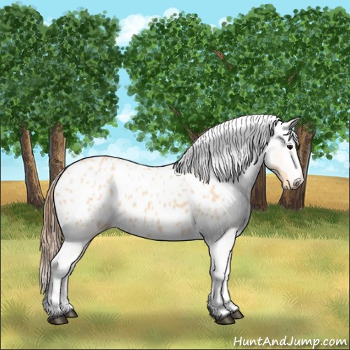 Horse Color:Bay Dun Appaloosa 