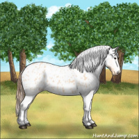 Horse Color:Bay Dun Appaloosa 