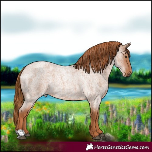 Horse Color:Red Roan 