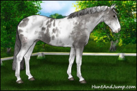 Horse Color:White Spotted Grullo Sabino Blanket Rabicano 