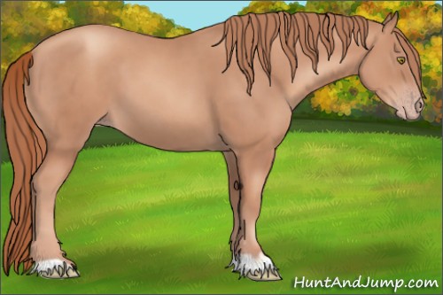 Horse Color:Gold Champagne