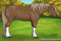 Horse Color:Chocolate Palomino Tobiano 