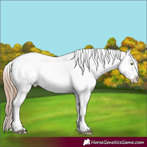 Horse Color:Amber Champagne Roan Frame Appaloosa 