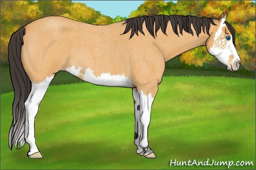 Horse Color:Buckskin Roan Splash 