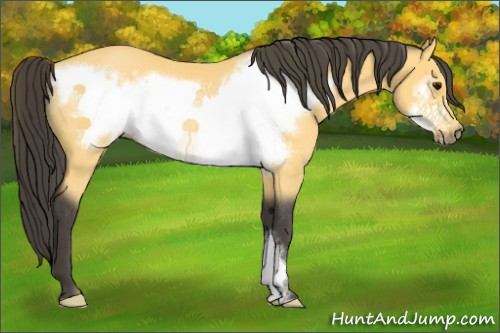 Horse Color:Buckskin Frame Rabicano 