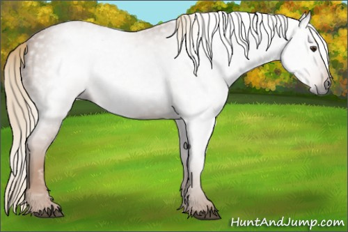 Horse Color:Gray Chestnut 