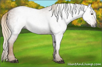 Horse Color:Gray Chestnut 