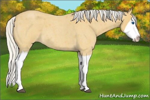 Horse Color:Silver Buckskin Roan Splash 