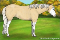 Horse Color:Silver Buckskin Roan Splash 