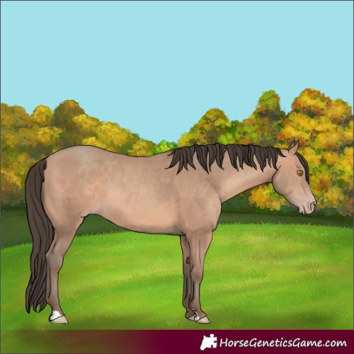 Horse Color:Amber Champagne