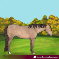 Horse Color:Amber Champagne 