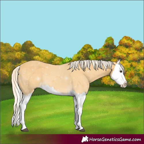 Horse Color:Palomino Splash 