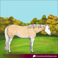 Horse Color:Palomino Splash