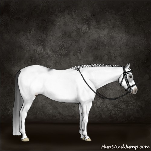 Horse Color:White Spotted Black Splash Frame 