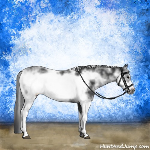 Horse Color:Black Sabino Frame 