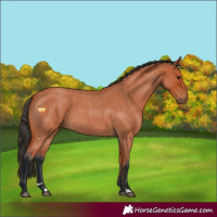 Horse Color:Bay Roan Sabino 