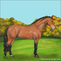 Horse Color:Bay Appaloosa Rabicano 