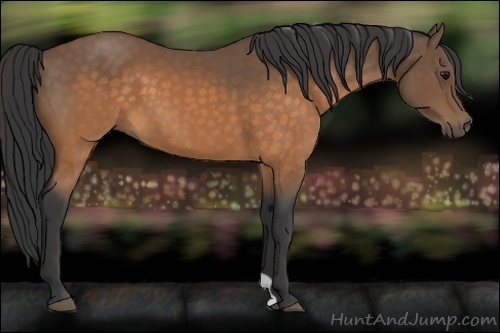 Horse Color:Buckskin 