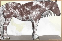 Horse Color:White Spotted Chocolate Silver Black Chinchilla 