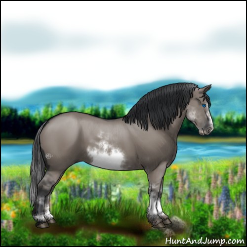 Horse Color:White Spotted Grullo Sabino Frame 