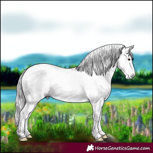 Horse Color:Gray White Spotted Chestnut Sabino Frame