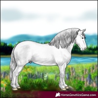 Horse Color:Gray White Spotted Chestnut Sabino Frame 