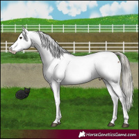Horse Color:Liver Red Dun Mushroom Snowcap 