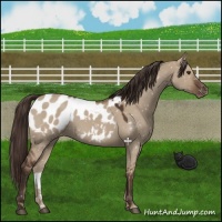 Horse Color:Liver Red Dun Appaloosa 