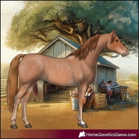 Horse Color:Red Roan 